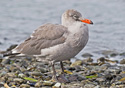 Larus herrmanni